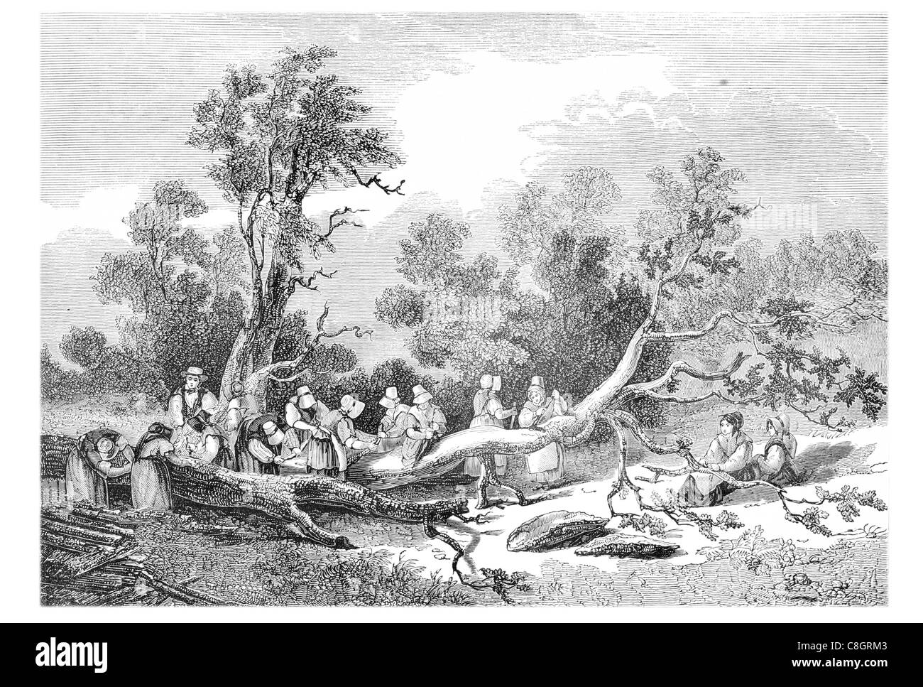 harnais attelage en cuir avec collier anglais pour quatre chevaux