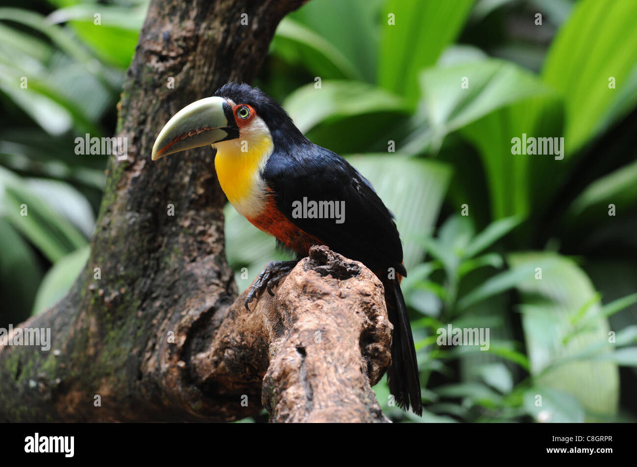 Brésil, Iguazu, toucan, oiseau, bec, en grande partie Banque D'Images