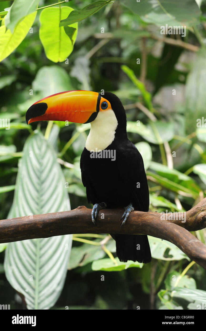 Brésil, Iguazu, toucan, oiseau, bec, en grande partie Banque D'Images