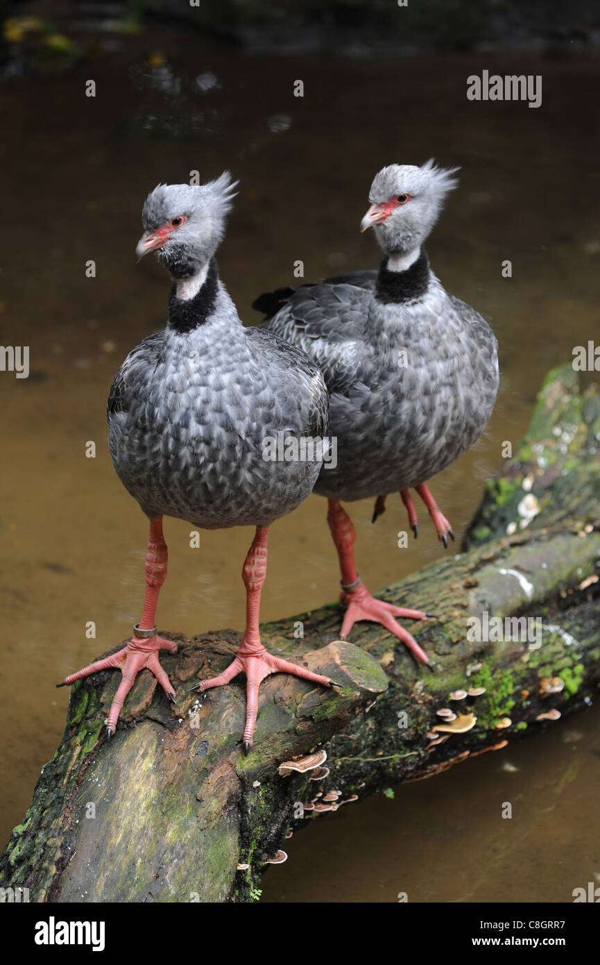 Brésil, Iguazu, oiseaux, paire, couple, park, Parque, ave, Banque D'Images