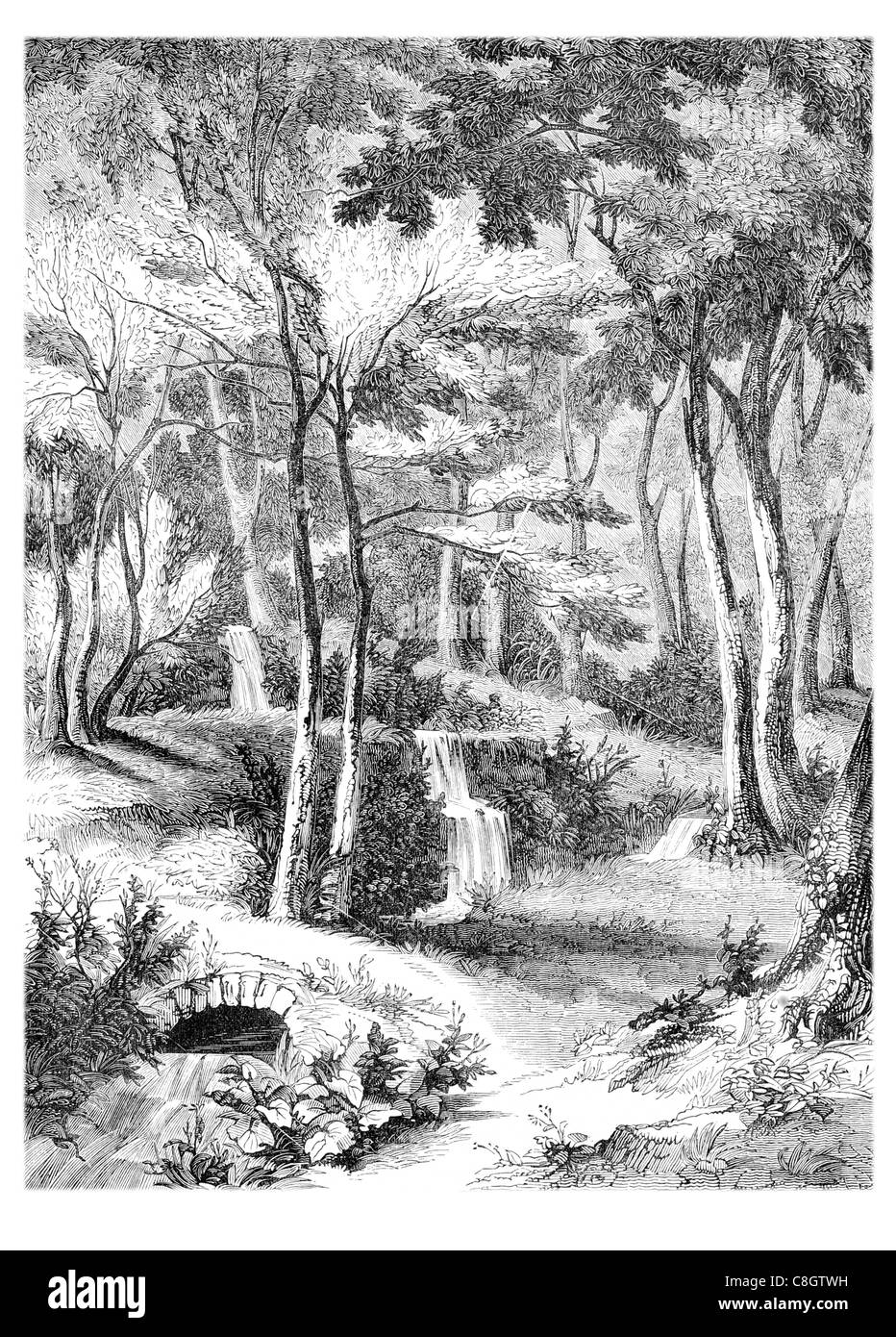 Au printemps automne Bois Hackfall woods North Yorkshire Angleterre forest stream sentier pour piétons campagne Grewelthorpe Banque D'Images