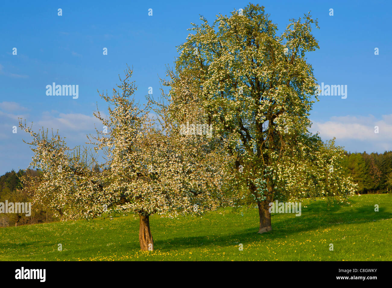 Switzerland apple trees fruit trees Banque de photographies et d'images à  haute résolution - Alamy