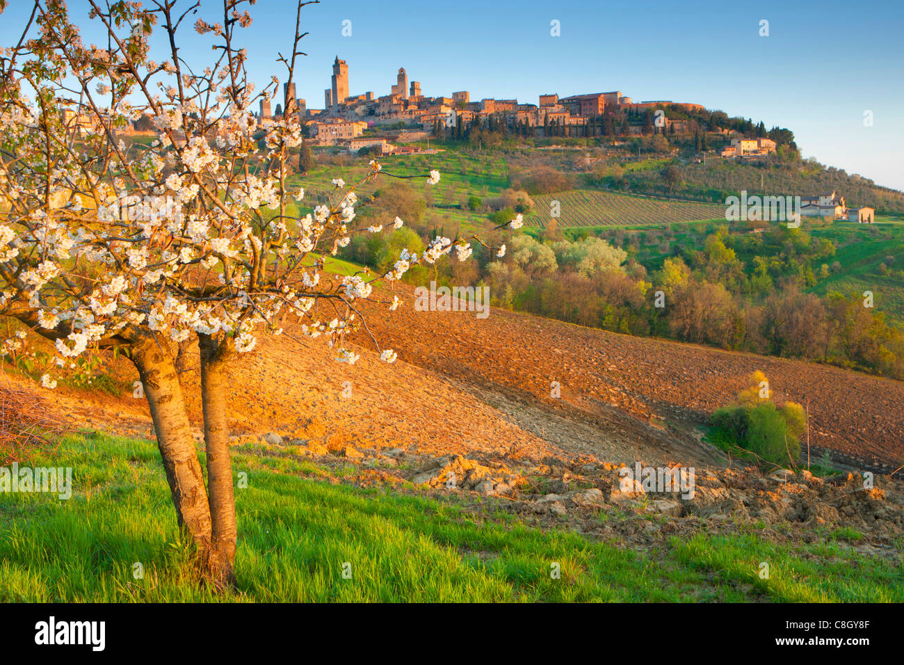 San Gimignano, Italie, Europe, Toscane, ville, ville, Tours, tours, tours de genre, champs, blossom, Cherry Tree, lumière du matin, sp Banque D'Images