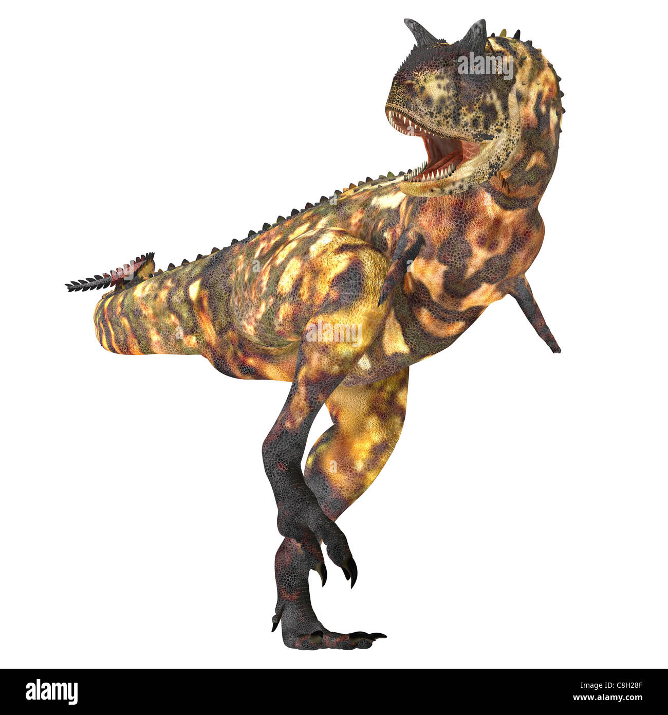 Le dinosaure Carnotaurus était un grand carnivore dans le Crétacé des masses de l'histoire. Banque D'Images
