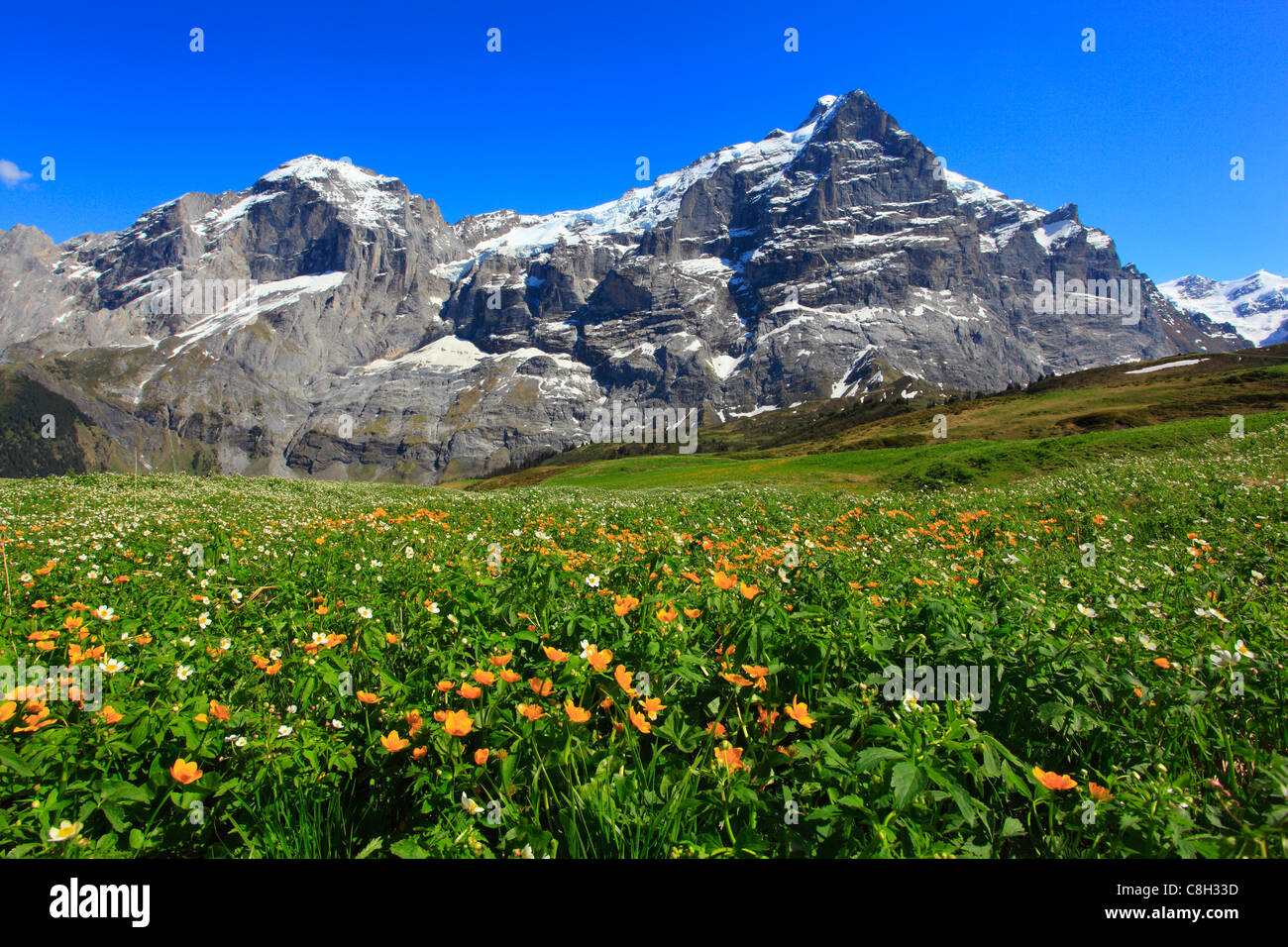 Alp, Alpes, flore, vue, montagne, montagnes, la flore de montagne, source de montagne, massif de montagne, Berne, Oberland Bernois, fleurs, Banque D'Images