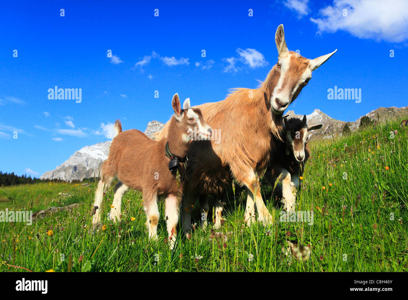 L'Alp, les Alpes, Alpes, massif de l'Alpstein,, Appenzell, montagne, paysage de montagne, la montagne des fleurs, des montagnes, de la flore de montagne, mo Banque D'Images