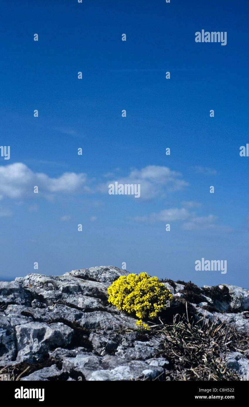 Chasseral, Suisse, dans le canton de Berne, Jura, montagne, fleur, flore alpine, jaune, whitlowgrass Draba aizoides, lime rock, r Banque D'Images