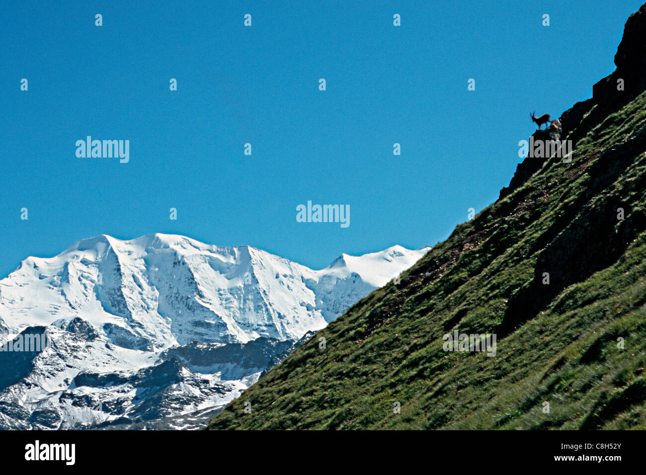 Piz Albris, Suisse, canton des Grisons, Val da Fain, Heutal, Engadine, Bernina, paysage de montagne, paysages de montagne, mountai Banque D'Images