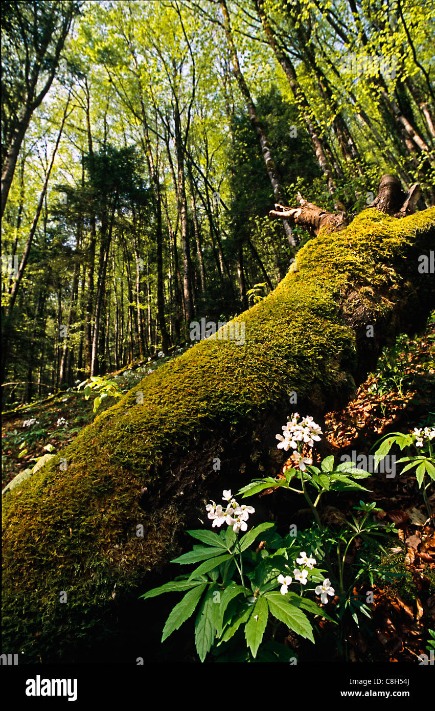 Bois banal, St. Ursanne, Suisse, canton du Jura, forêt, bois, hêtre, beechforest, forêt de feuillus, forêt de feuillus, trun Banque D'Images