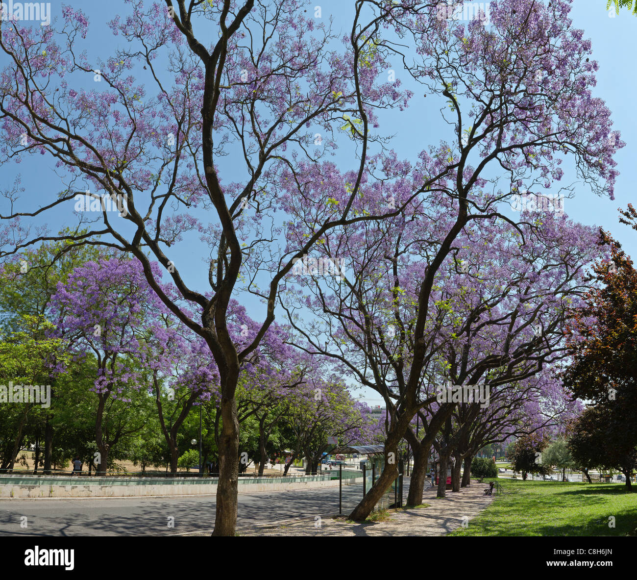 Le Portugal Leurope Lestremadura Printemps Fleurs