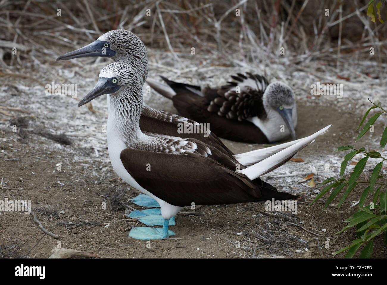 L'Équateur. Blue Footed boobies en colonie d'oiseaux dans l'île de la Plata Parc national sur la côte du Pacifique. Banque D'Images