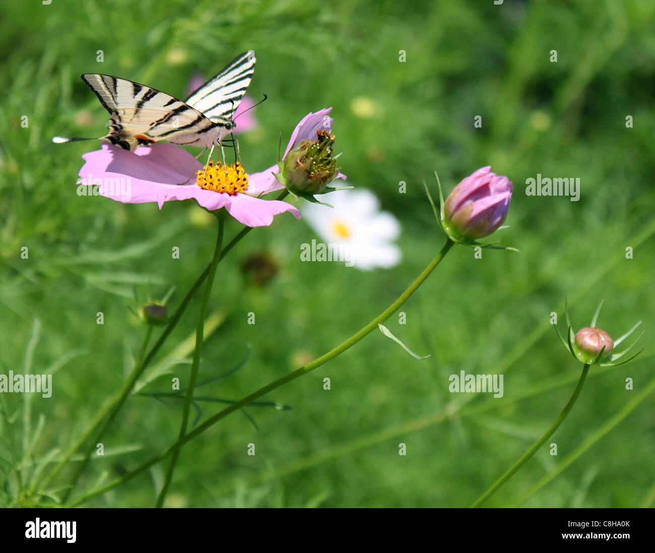 Swallowtail butterfly (rares) sur la fleur (COSMOS) Banque D'Images