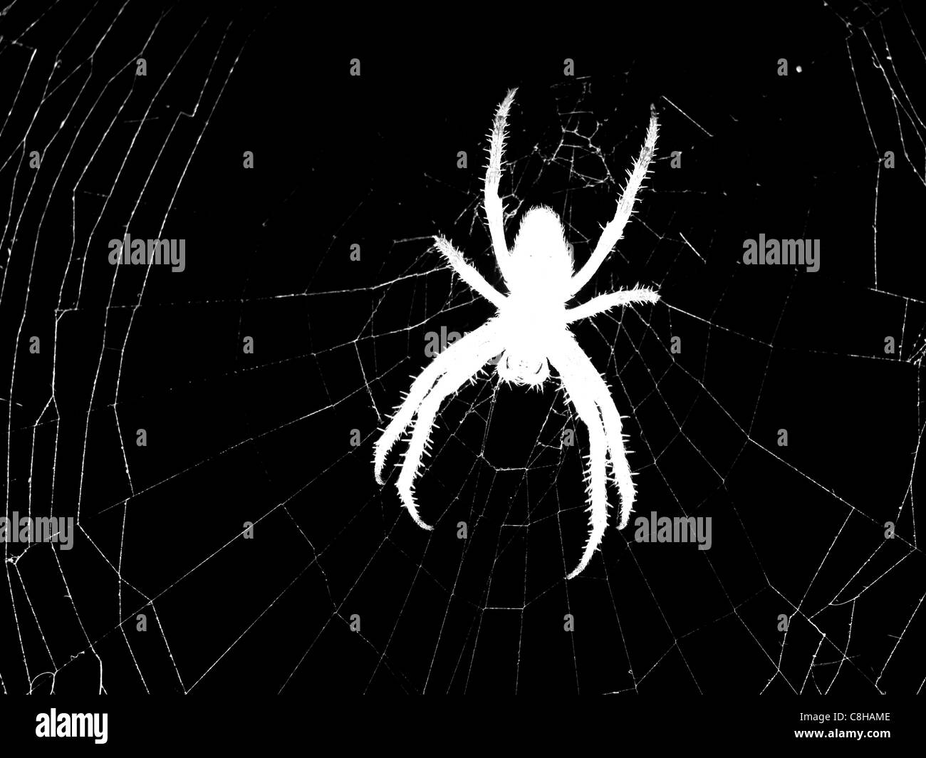 Silhouette d'araignée sur site web Banque D'Images