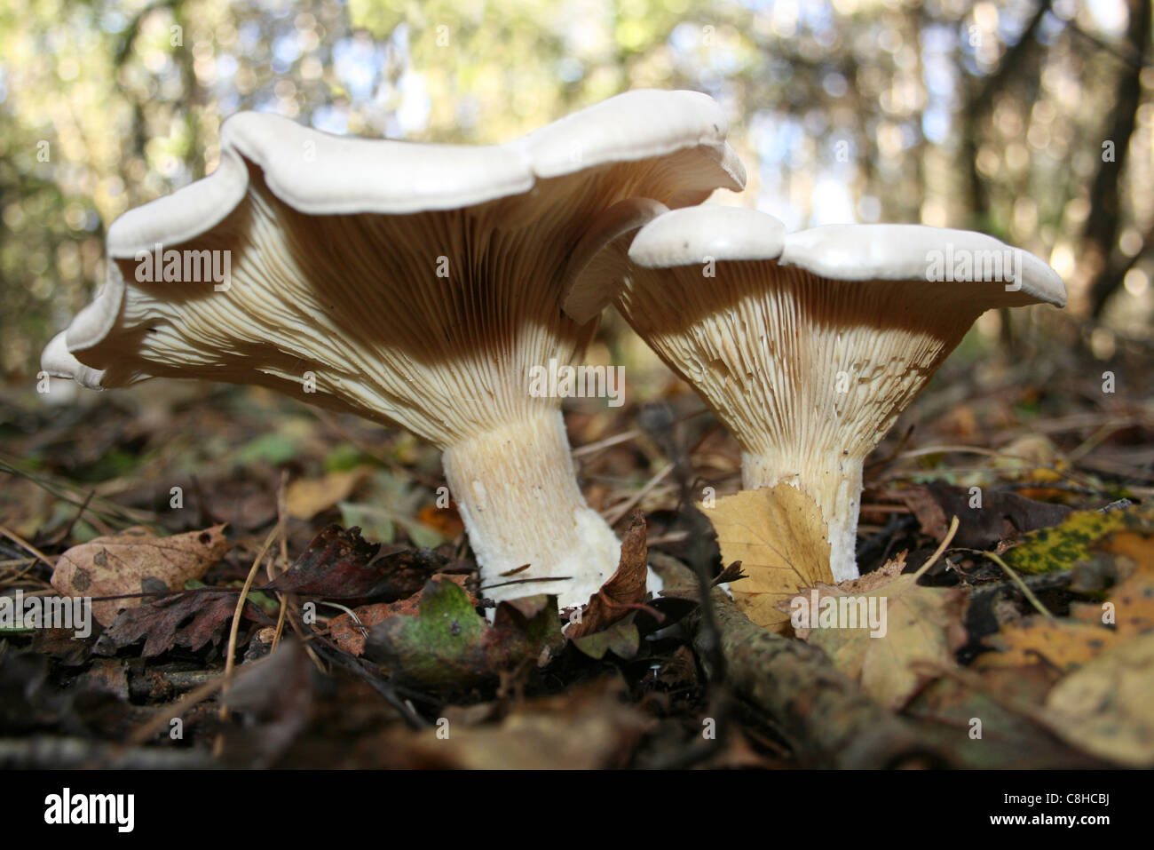 Entonnoir Clitocybe nebularis assombri Banque D'Images