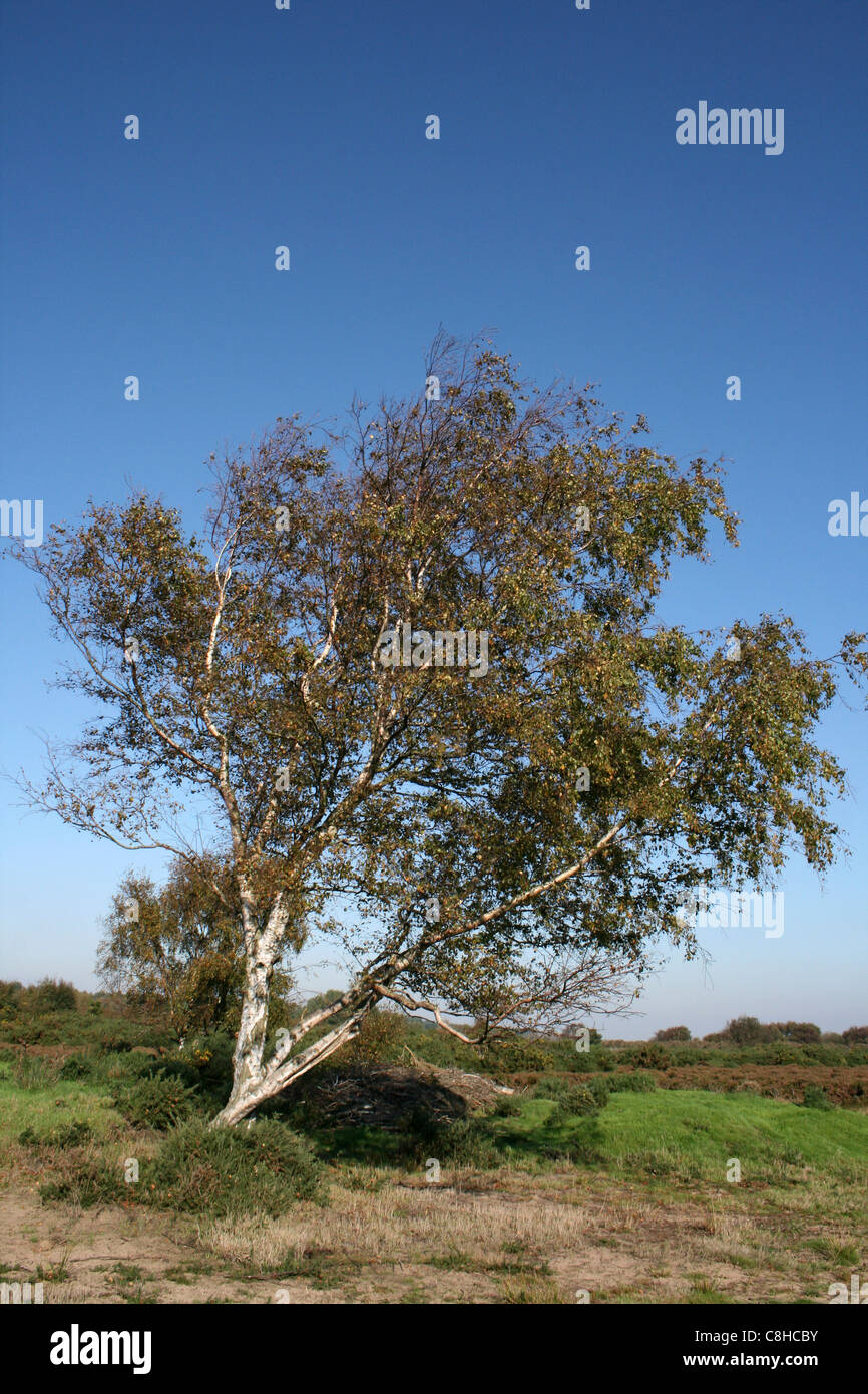 Silver Birch Tree Sur Sur Freshfield, Heath Dune Côte Sefton, Merseyside, Royaume-Uni Banque D'Images