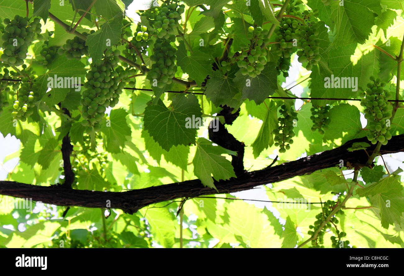 Vine Banque D'Images