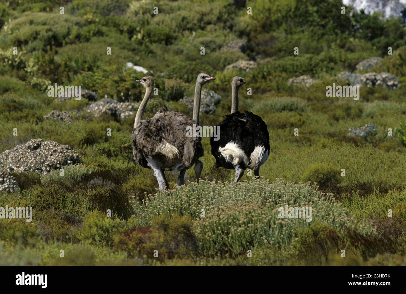 L'autruche, l'oiseau, animal, Struthio camelus, Cap de Bonne Espérance, réserve naturelle, l'Afrique du Sud, l'Afrique, Banque D'Images