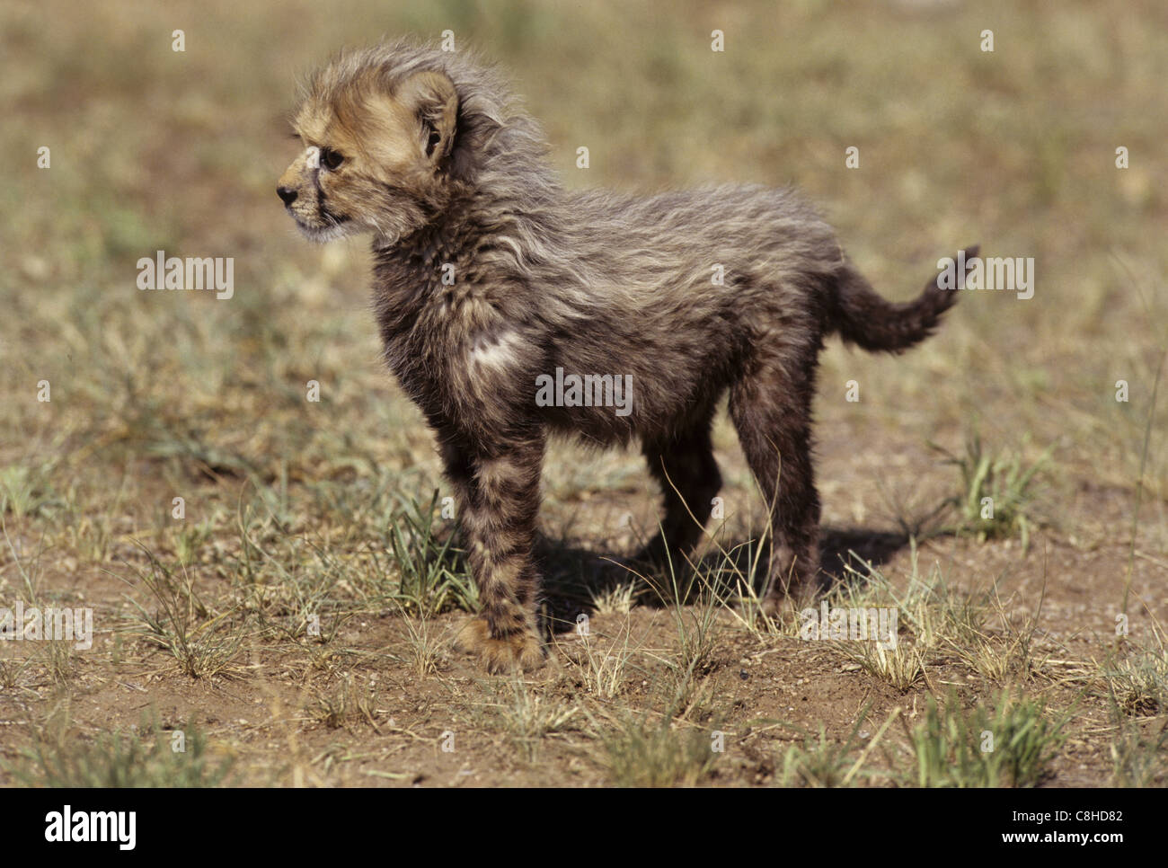Le guépard, animal, Acinonyx jubatus, 6 semaines, CUB, CCF, Cheetah, l'animal, Conservation Fund, la Namibie, l'Afrique Banque D'Images