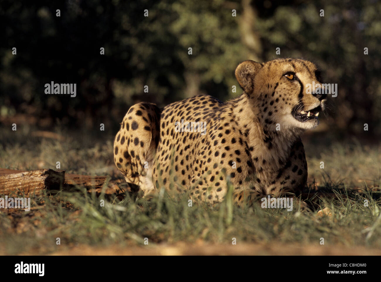 Le guépard, animal, Acinonyx jubatus, Namibie, Afrique Banque D'Images