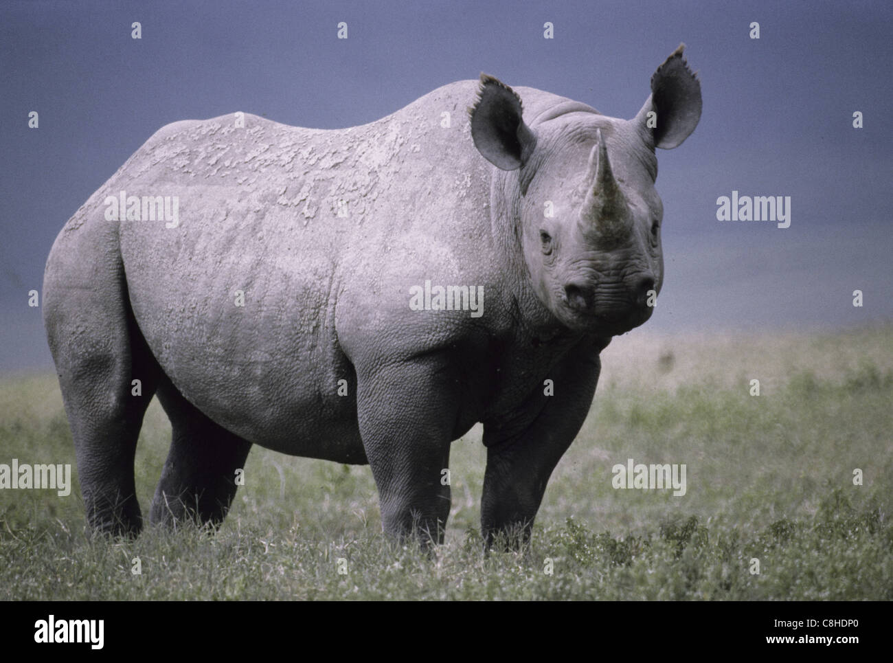 Le rhinocéros noir, le rhinocéros, animal, Diceros bicornis, Ngorongoro Crater, National Park, Tanzania, Africa Banque D'Images