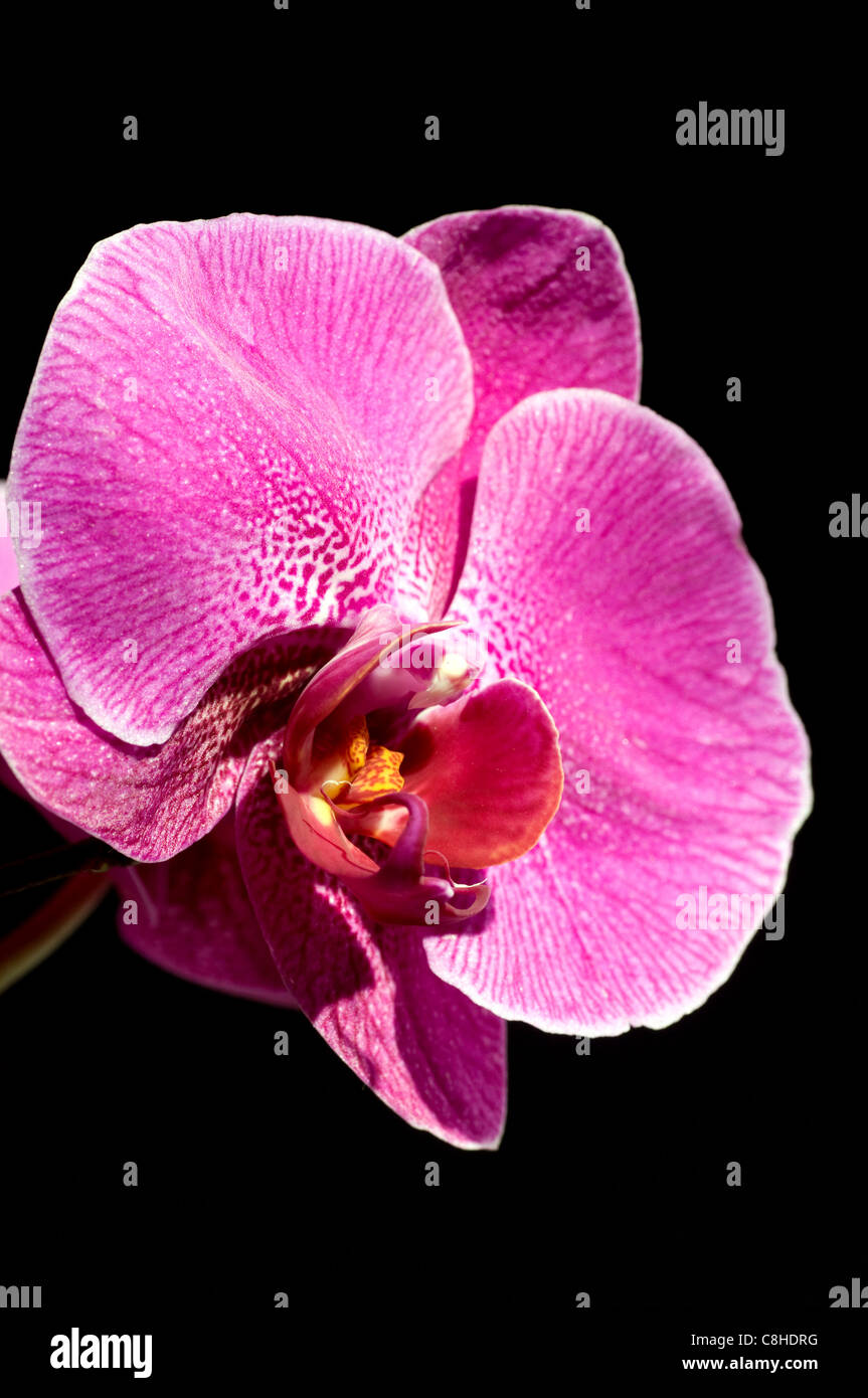 Orchidée rose sur fond noir Banque D'Images