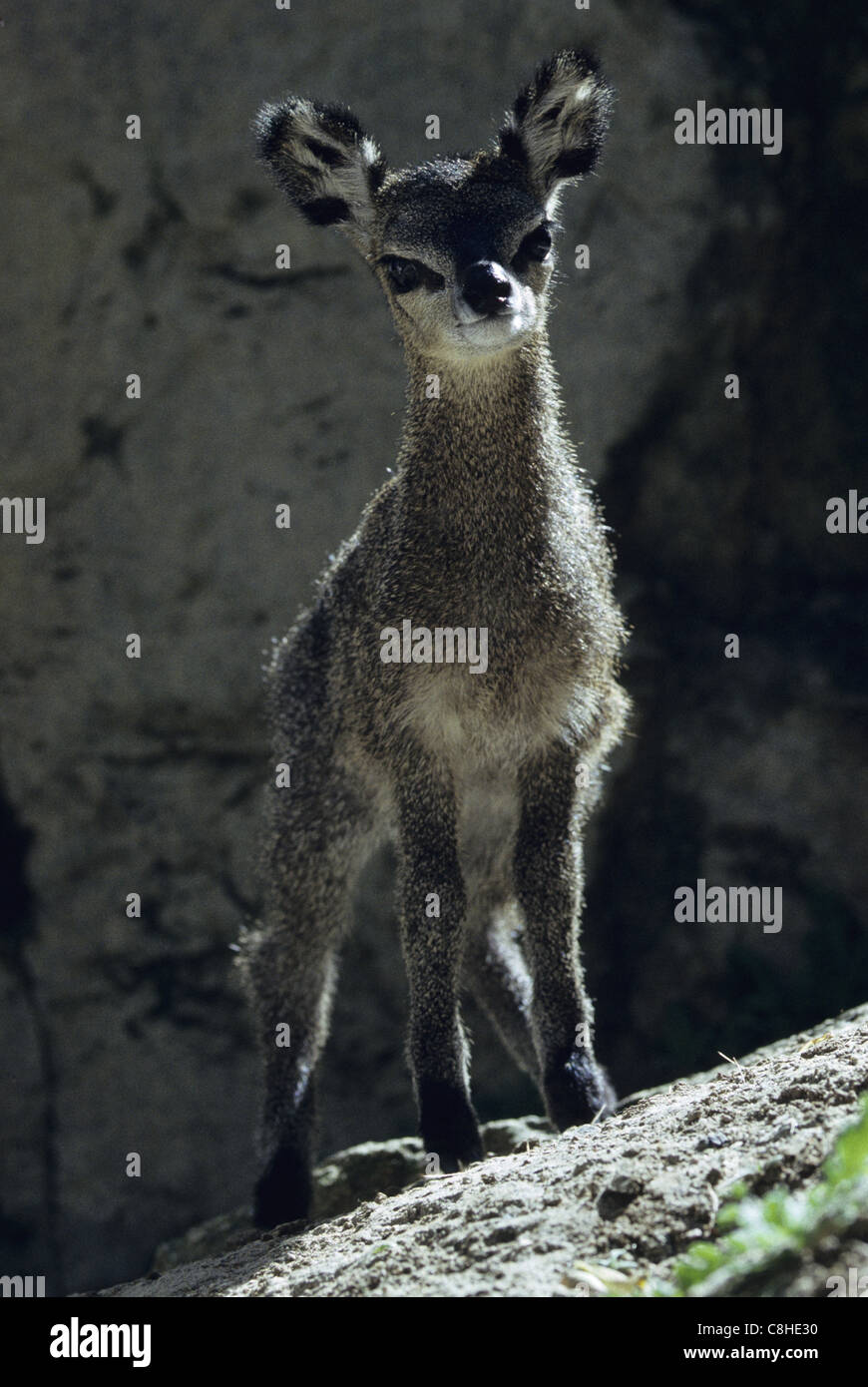 Saltarupe, Klipspringer, Antilope Antilope, animal, jeune, Oreotragus oreotragus, Namibie, Afrique Banque D'Images