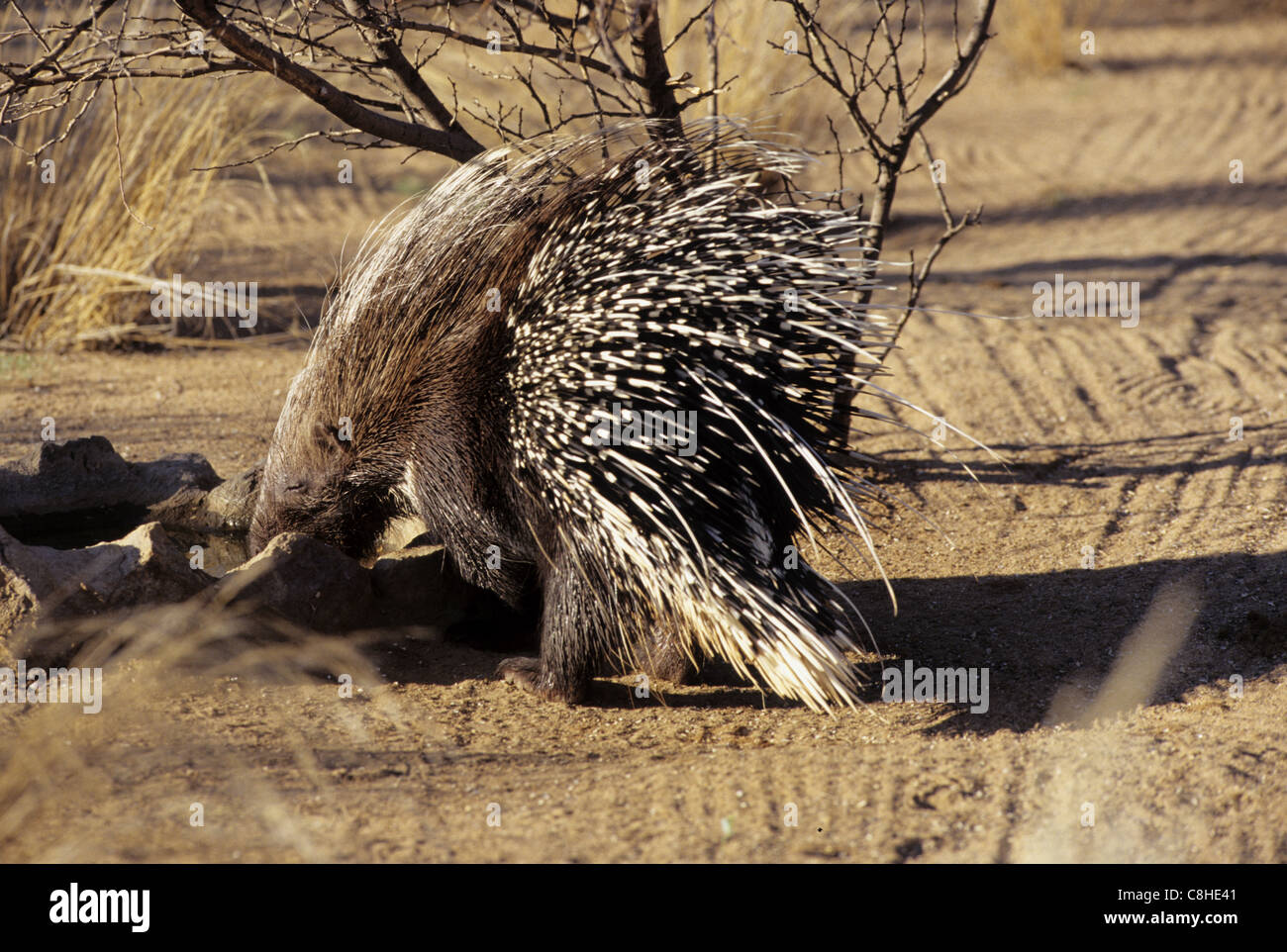 Le porc-épic, l'animal, l'Hystrix, africaeaustalis Istrice, Namibie, Afrique du Sud Banque D'Images