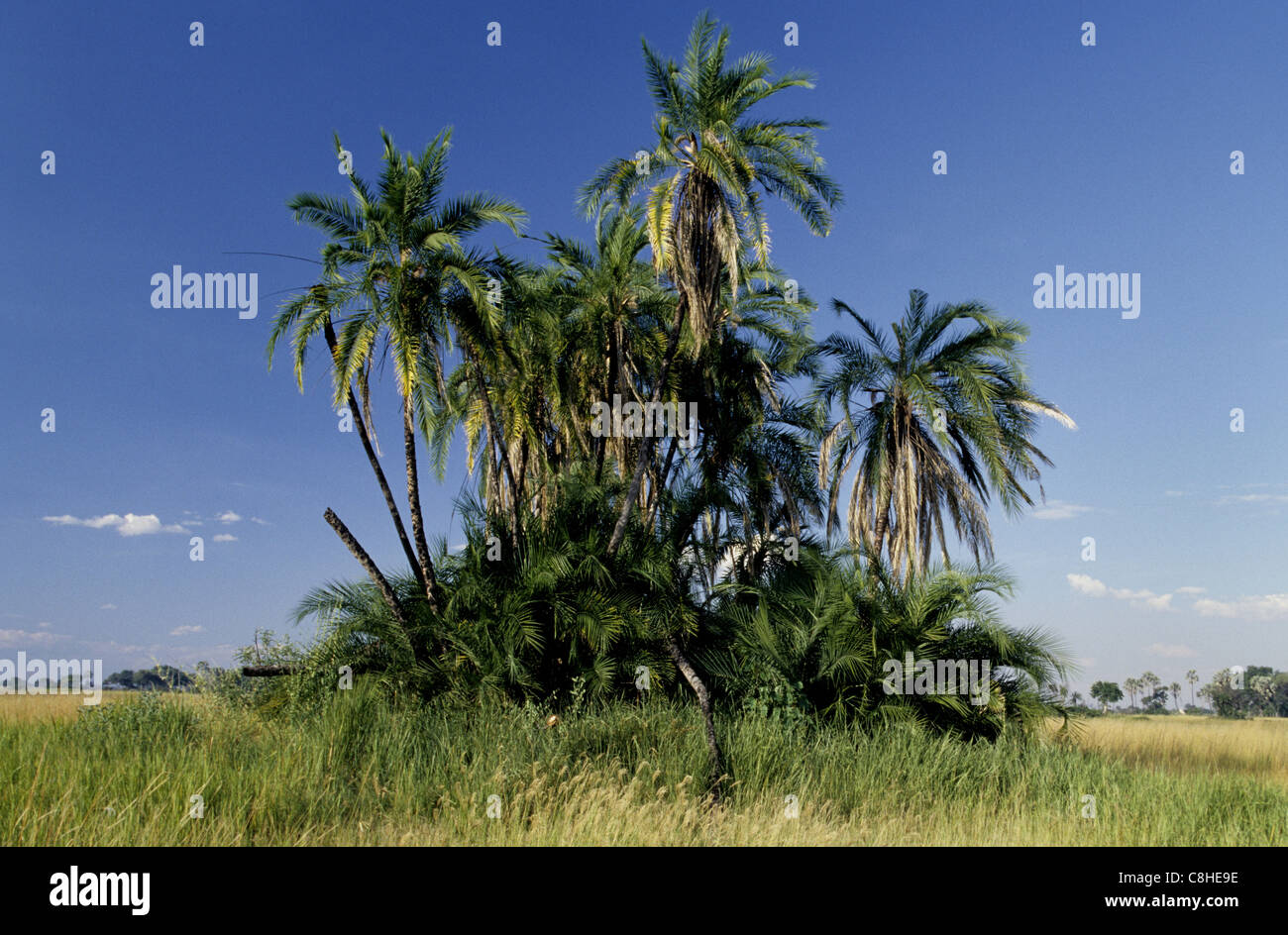 Palm Island, Wild Date, Phoenix reclinata forme une touffe, Okawonga, delta, rivière, le Botswana, l'Afrique, Banque D'Images