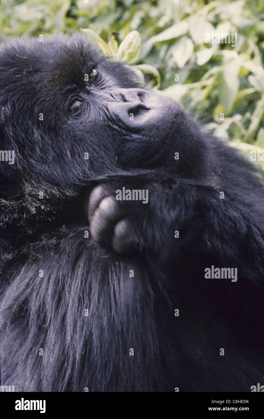Gorille de montagne, gorille, singe, singe, animal, Gorilla gorilla beringei,, volcans, Parc National, le Rwanda, l'Afrique Banque D'Images
