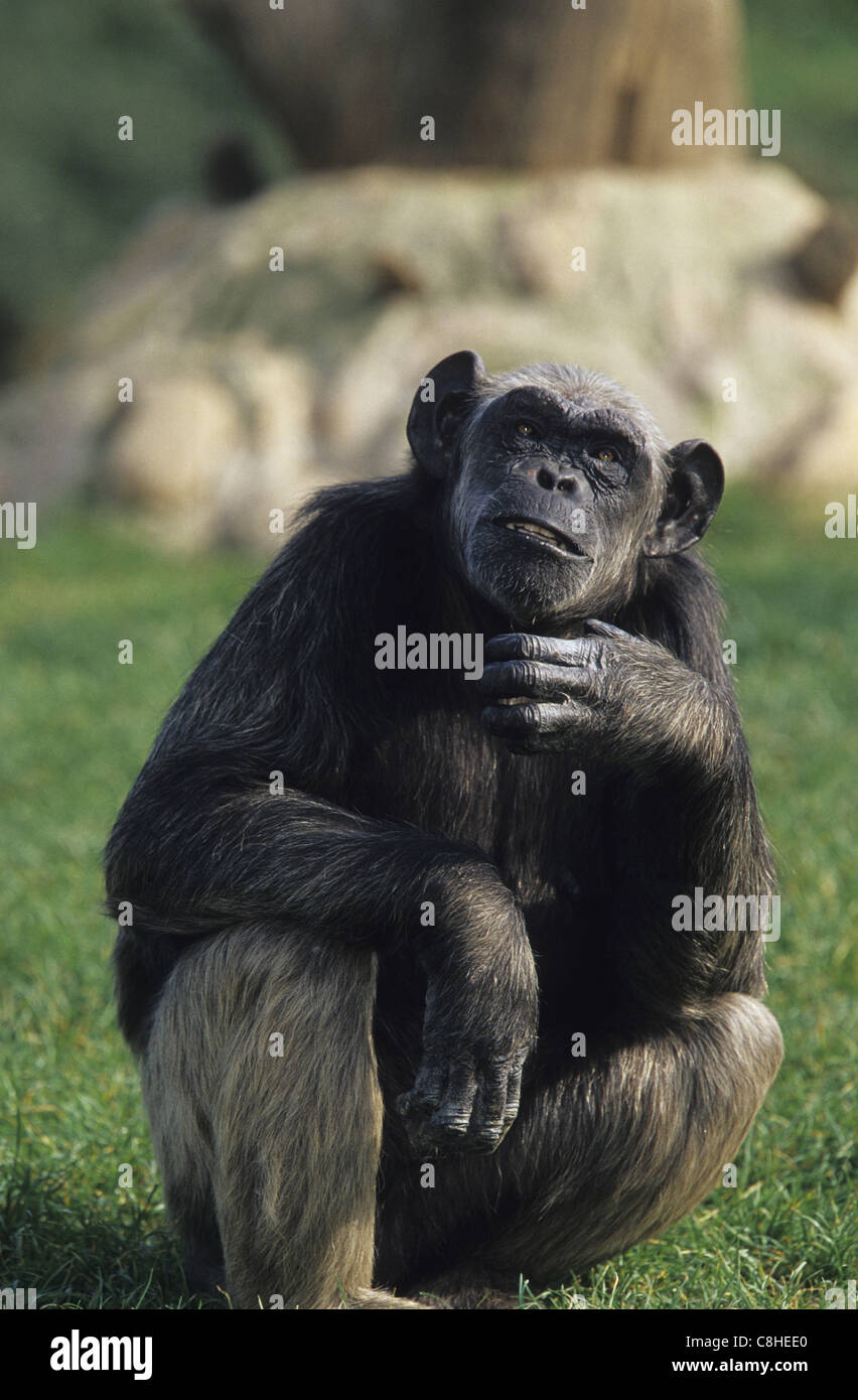 Le chimpanzé, singe, singe, animal, Pan troglodytes, Pongidae, Afrique Banque D'Images