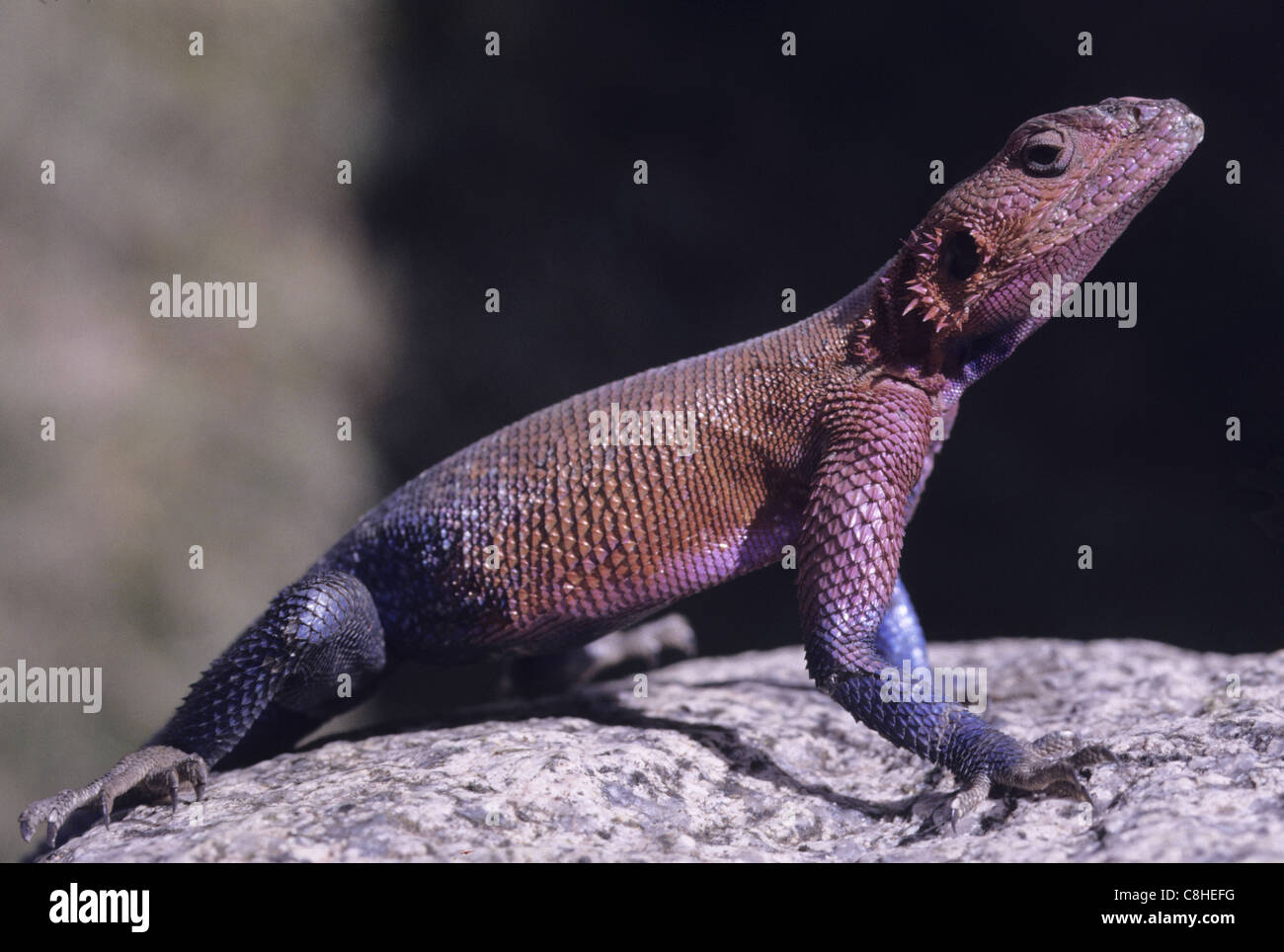 Agame Agama agama, rock, animal, Tanzania, Africa Banque D'Images