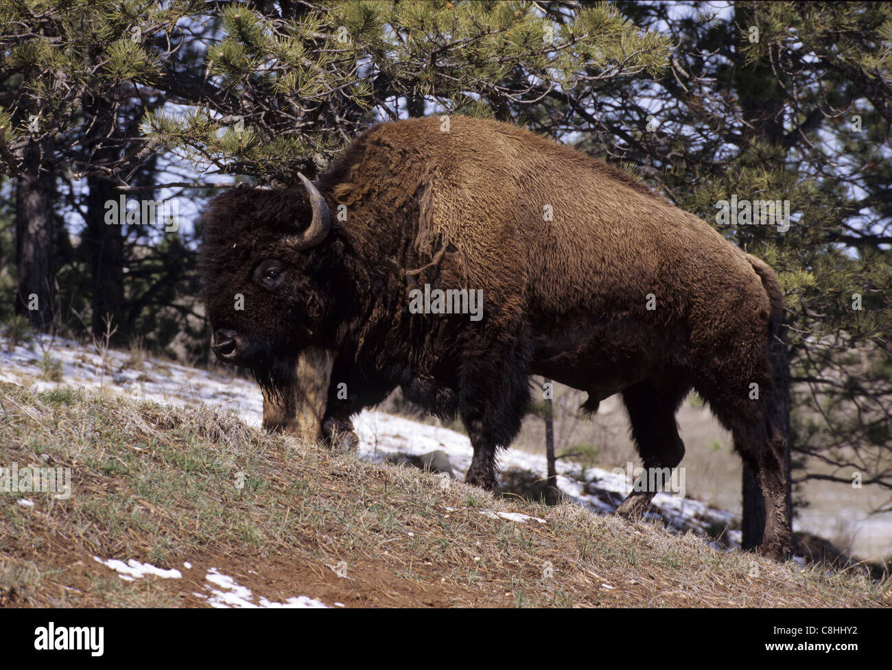 American bison, Bison bison, animal, Badlands, parc national, paysage, Dakota du Sud, USA, United States, Amérique, Banque D'Images