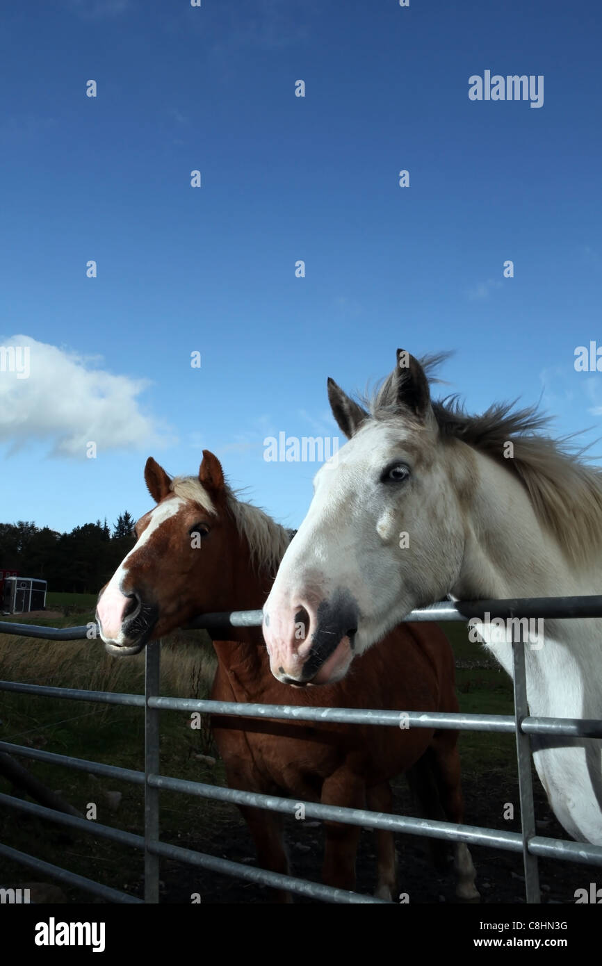 Deux chevaux dans un champ près du village de Deeside Bieldside près d'Aberdeen, Écosse, Royaume-Uni Banque D'Images