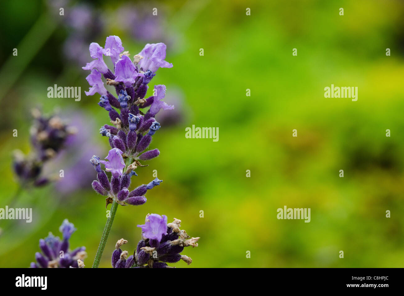 Libre de fleurs de lavande, lavandula angustifolia, en face de fond vert Banque D'Images