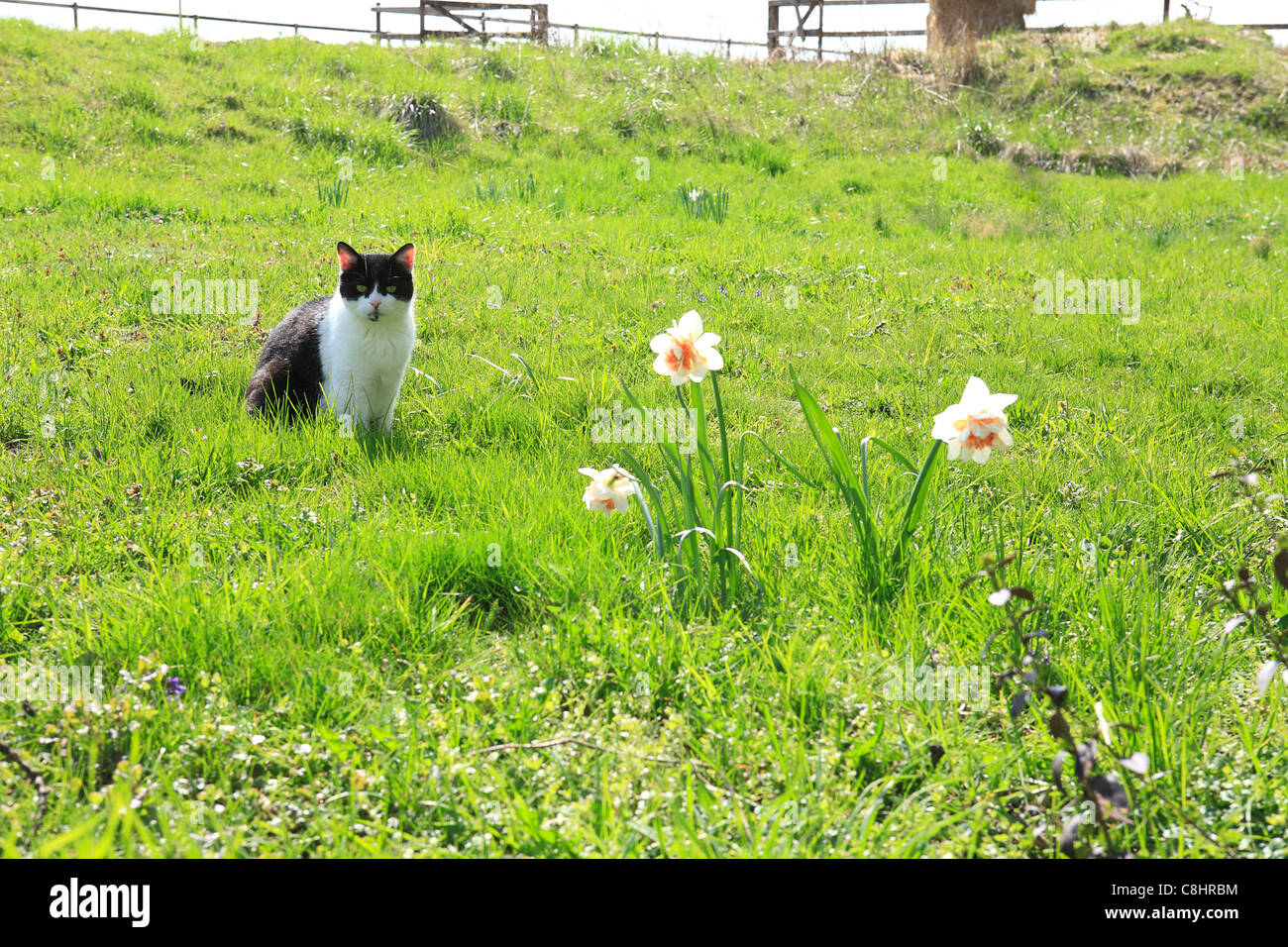 Noir-blanc 13 ans européen shorthair cat sitting sur pré vert au printemps à la jonquille sauvage à l'Allemagne, de l'Europe. Banque D'Images