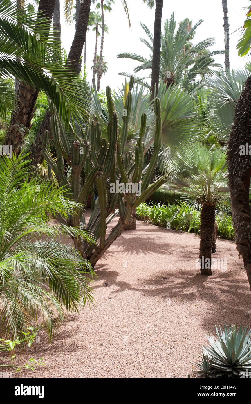 Jardin Majorelle, Marrakech, Maroc, collection de cactus. Banque D'Images