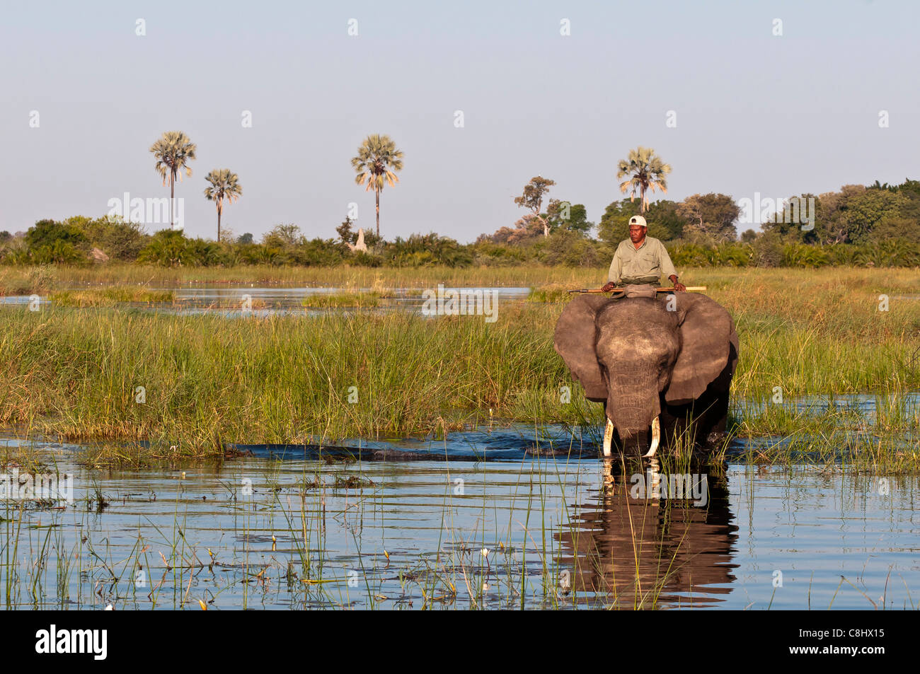 Safari à dos d'éléphant, Abu Camp, Okavango Delta, Botswana Banque D'Images