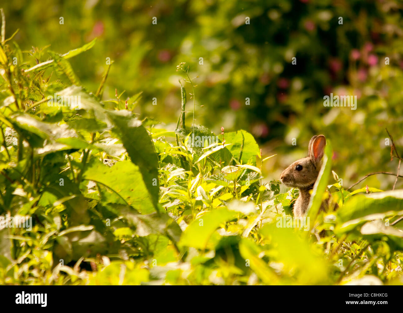 Lapin dans l’herbe Banque D'Images