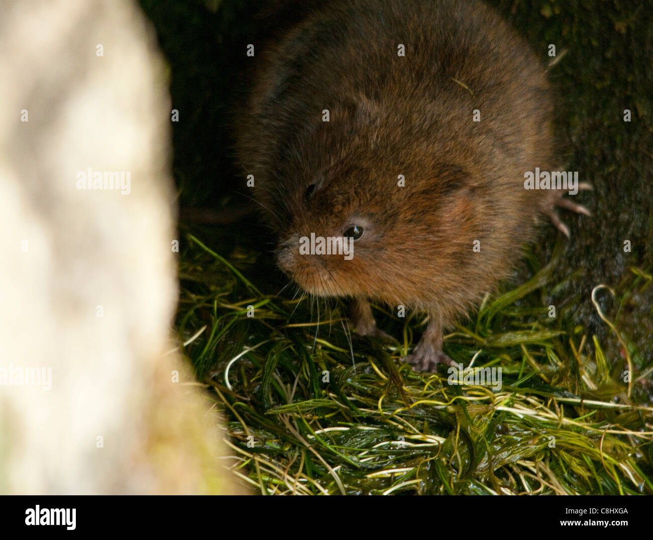 Le campagnol d'eau (arvicola terrestris) est situé dans les drains d'une petite partie de la rivière, Somerset. Banque D'Images