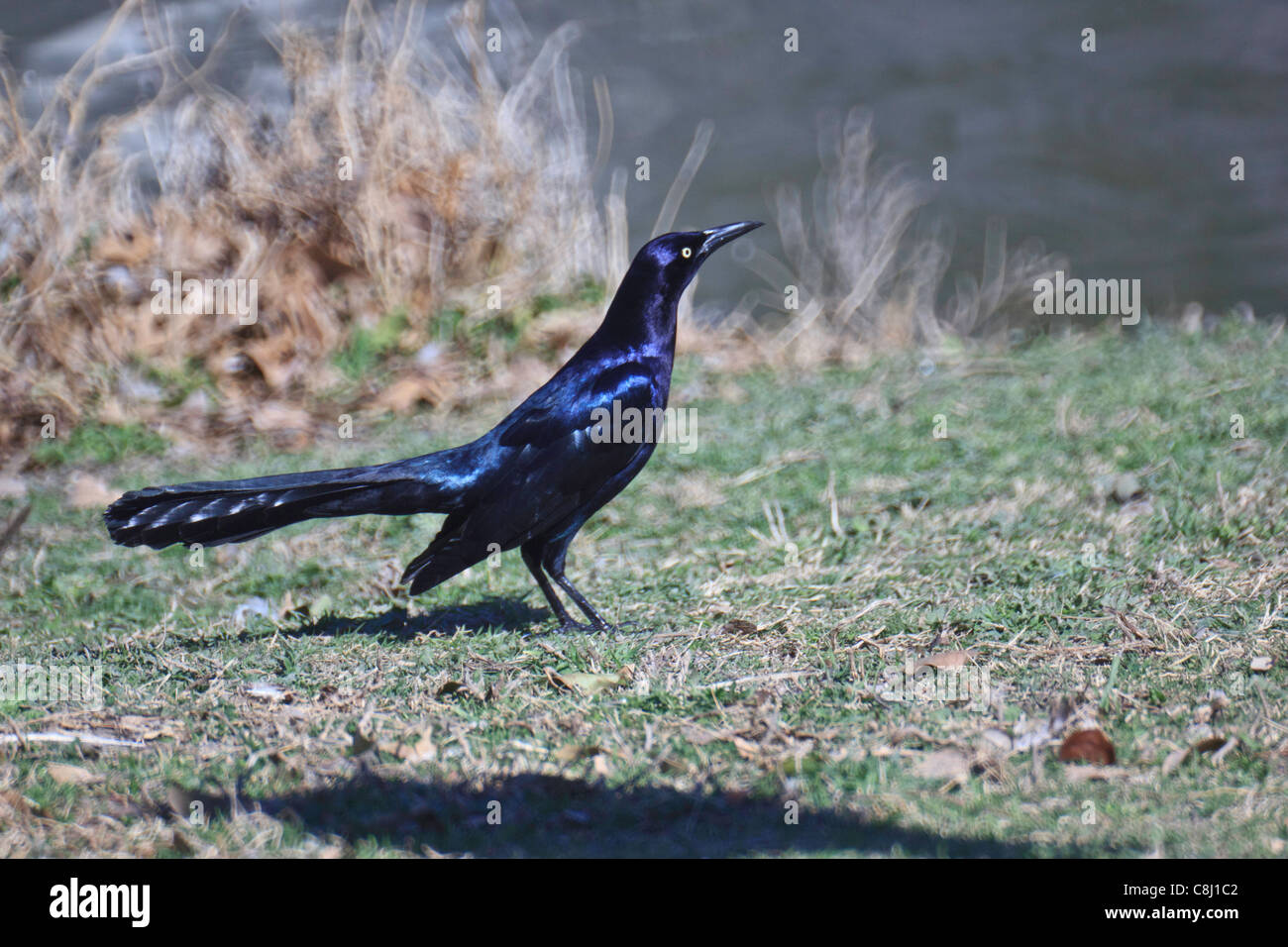 Blackbird Quiscale à longue queue, Icteridae, famille, passereaux, Quiscalus mexicanus, Plano, TX, USA, Texas, oiseau Banque D'Images