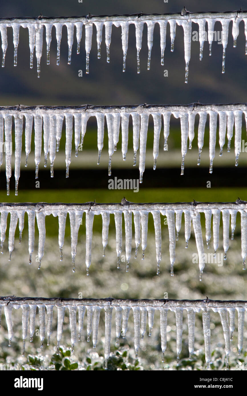 L'eau d'irrigation congelé sur un fil de clôture. Banque D'Images