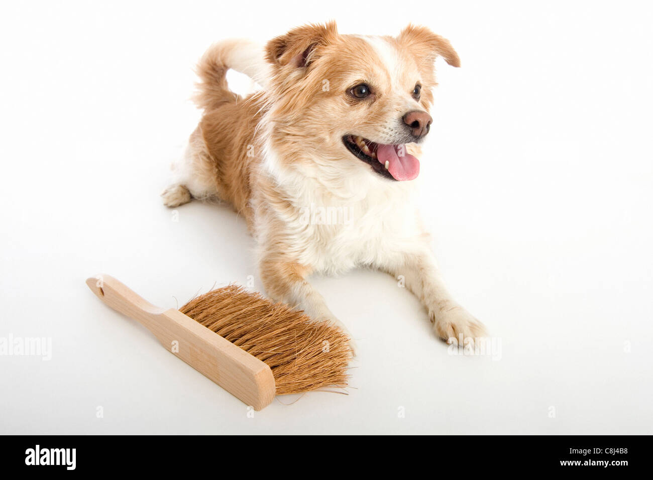 Chien, animal domestique, animal de compagnie, la saleté, la boue, la pollution, balai, balai, sweep, propres, bien, le nettoyage, la saleté, la misère des Banque D'Images