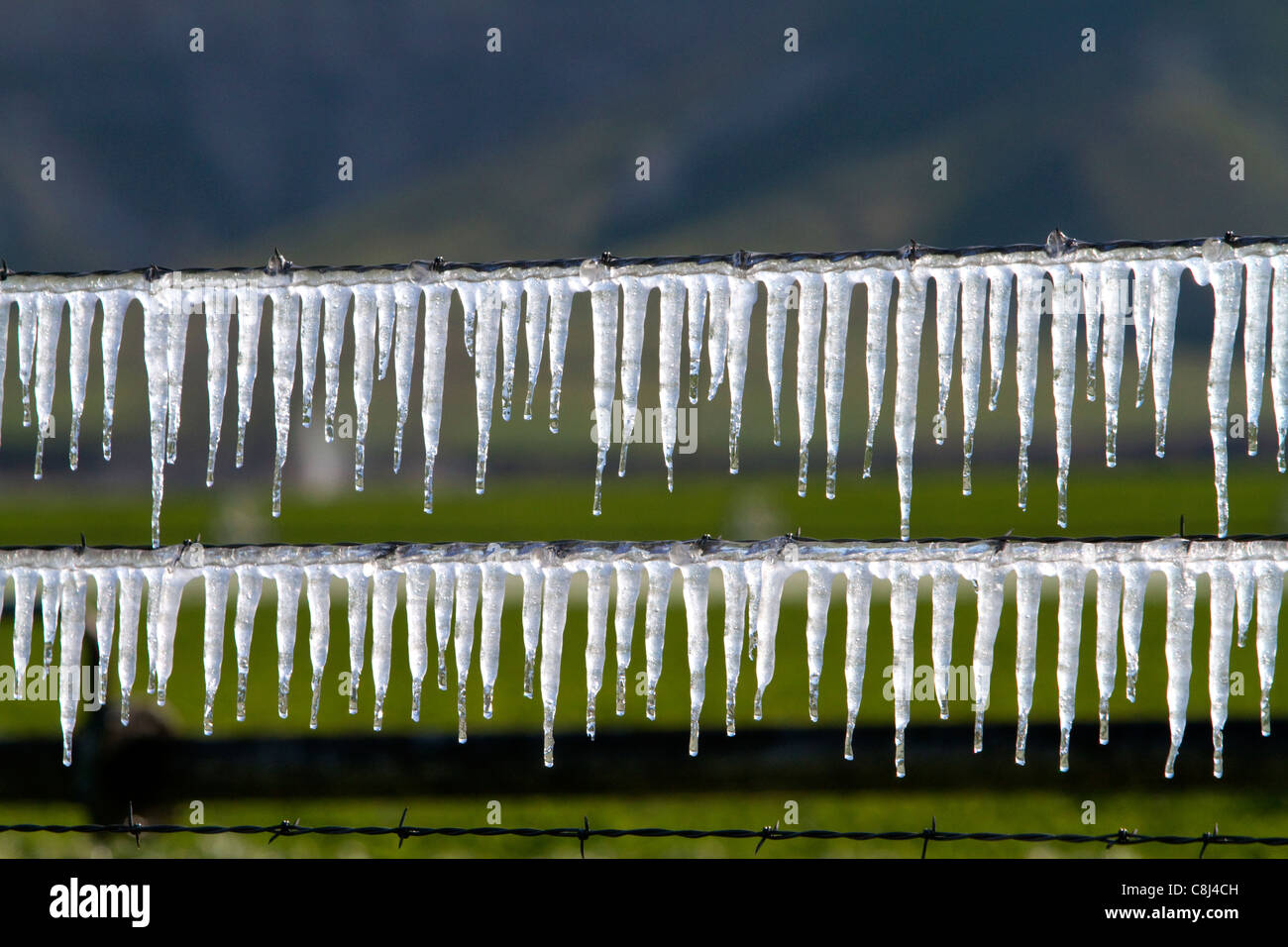 L'eau d'irrigation congelé sur un fil de clôture. Banque D'Images