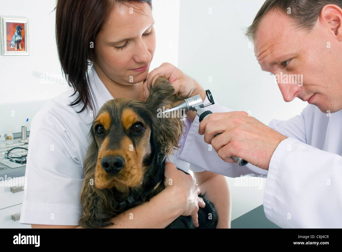 Vétérinaire, vétérinaire, vétérinaire, pratique, examiner, étudier, animal domestique, animal, malade, malade, chien, chien illnes Banque D'Images