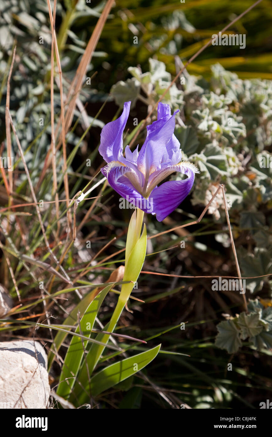 Blue iris fleurs sauvages sur la Sierra de Bernia, Costa Blanca, Espagne. Banque D'Images