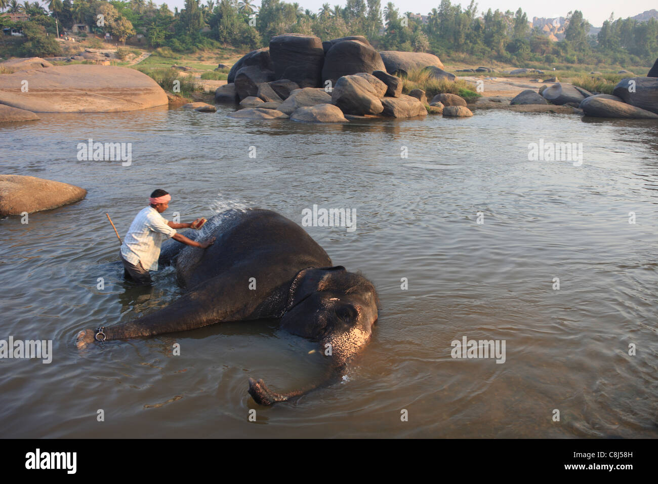 L'éléphant indien, Elephas maximus indicus, Elephantidae, Hampi, Inde, Asie, Terai, animal, baignoire, baignoire d'éléphants Banque D'Images