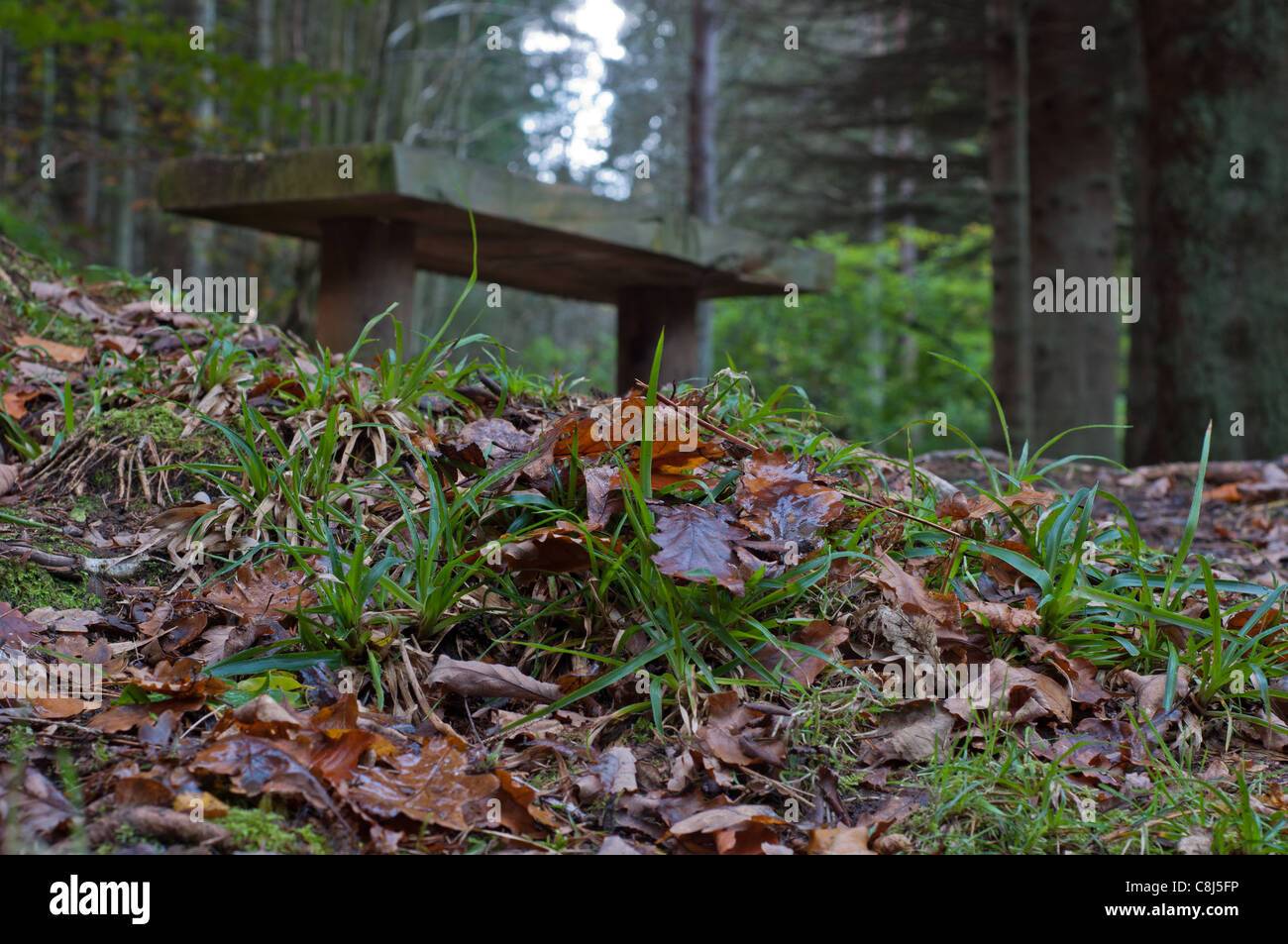 Un siège en bois à hamsterley forest dans le comté de Durham, entouré par les feuilles tombées de l'automne. Banque D'Images