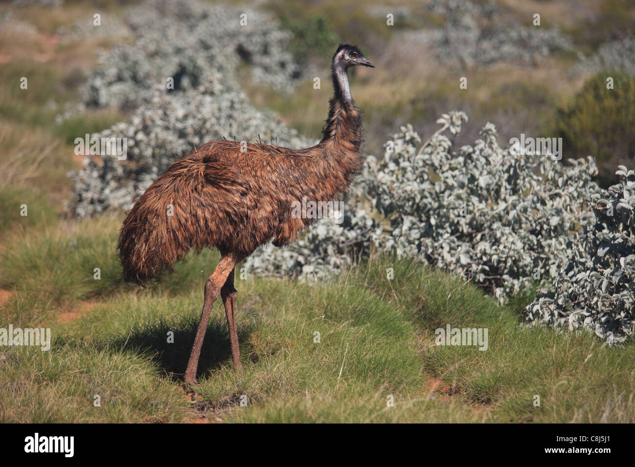 L'UEM, Dromaius novaehollandiae, grand oiseau, l'Australie, l'oiseau, Outback, dreamtime autochtones australiennes, la mythologie, l'Abor Banque D'Images