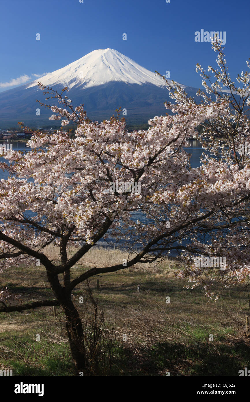 Le Mont Fuji, Honshu, Japon, Asie, Sakura, fleur de cerisier, arbre, Alpes Japonaises, Fujisan, Fujiyama, sunrise, cône volcanique, le volcan Banque D'Images