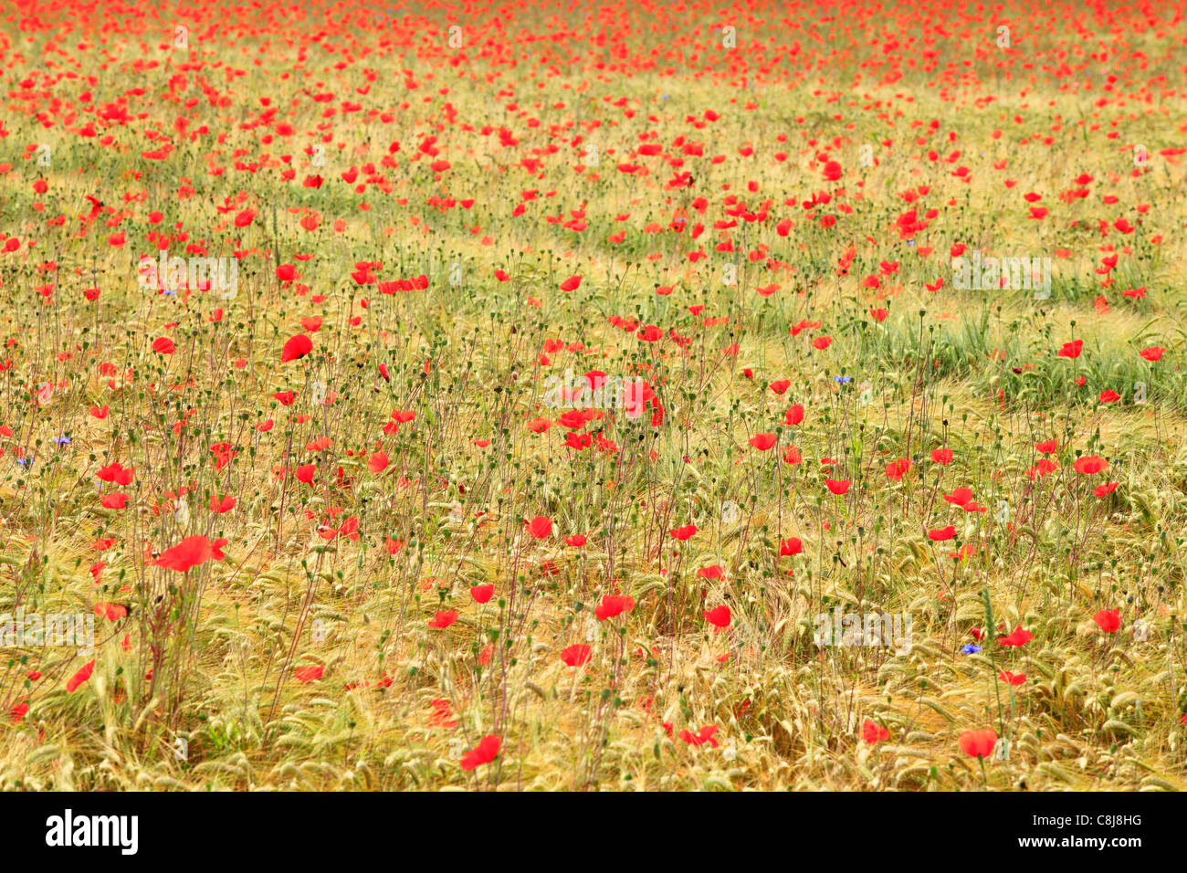 Culture, Outhouse, fleur, fleurs, champ, de la flore, de l'orge, l'orge, le grain du champ, l'arrière-plan, Hordeum vulgare, impression, clap Banque D'Images